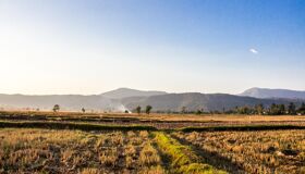 Rice-field after harvesting in the North of Thailand